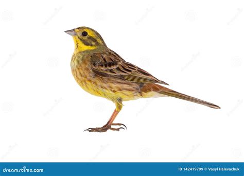 Yellowhammer Emberiza Citrinella Stock Image Image Of Nature Yellow