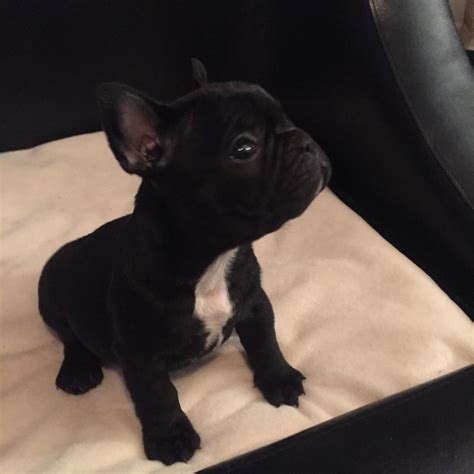 We breed the most awesome french bulldogs in texas! Black French Bulldog Puppies for Sale. Ready Now ...
