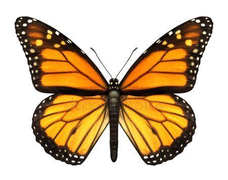 Mariposa monarca Fotos De Stock | Fotos de mariposas, Mariposa monarca, Mariposas monarca dibujo