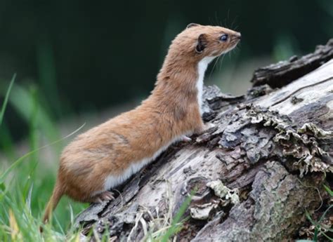 How To Tell The Difference Between A Stoat And A Weasel Milton Keynes
