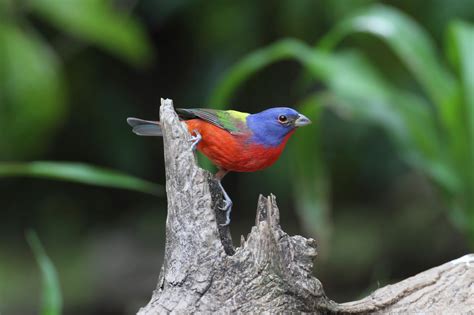 Learn How to Attract Painted Buntings