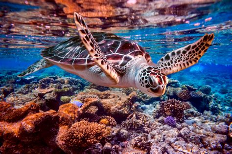 Saving Coral Reefs One Baby Turtle At A Time Globalgiving