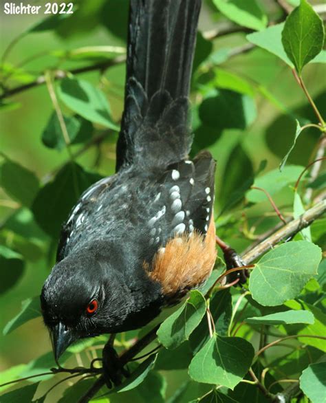 Spotted Towhee Rufous Sided Towhee Pipilo Maculatus