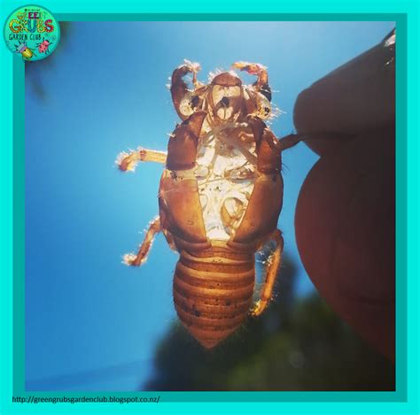 Top 5 Coolest Facts About Cicadas A Free Printable By Green Grubs