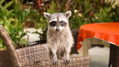 Cutest Baby Raccoons Youtube