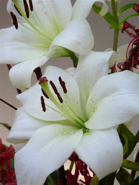 Check spelling or type a new query. image of white lily flowers.jpg Hi-Res 720p HD