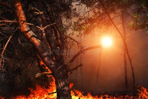 Wildfire At Sunset Burning Pine Forest Stock Image Image Of