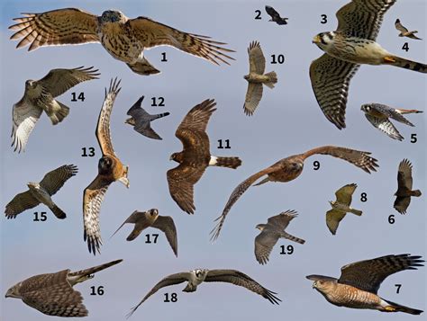West County Hawkwatch Raptor Research Group : Birds of Prey silhouettes