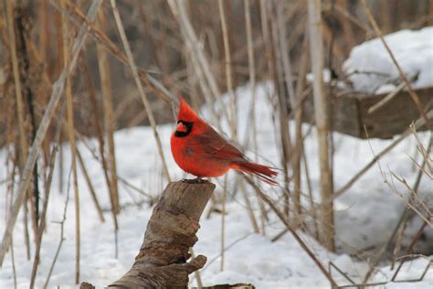 Birding By Ear Sounds Of The Winter Woods — Madison Audubon