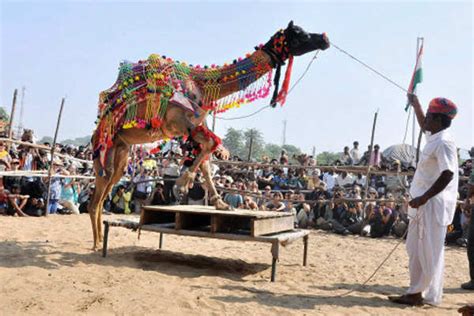 He has a camel which can carry 1000 bananas at a time & will eat 1 banana for a mile ! Pushkar camel fair