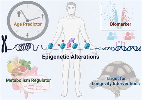 Cells Free Full Text How To Slow Down The Ticking Clock Age