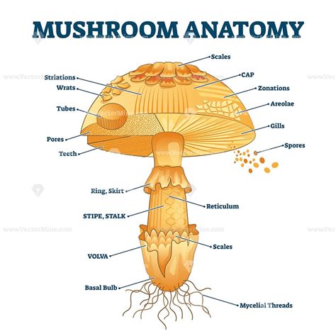 Mushroom Anatomy Labeled Biology Diagram Vector Illustration Vectormine