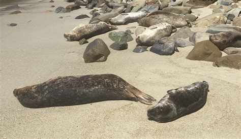 Playful Seals At La Jolla Cove California Wildlife By Gina Pacelli