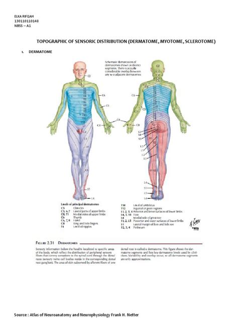 The anterior compartment is the flexor compartment because these muscles flex the forearm. Dermatome, Myotome, Sclerotome | Nerve