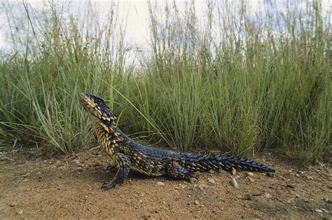 Sungazer Lizard Photograph By Karl H Switak Fine Art America