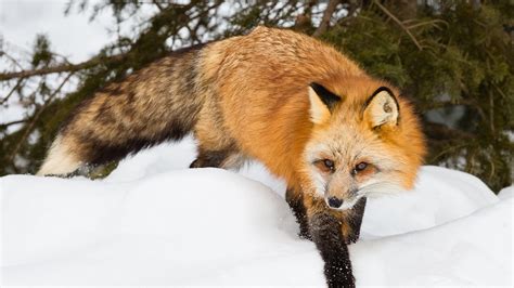 Fox Tales Nature Of Things