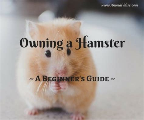A Beginners Guide To Owning A Hamster Animal Bliss
