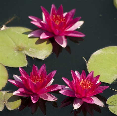 Red Tropical Water Lily Unsorted Tropical Water Lilies Day Blooming