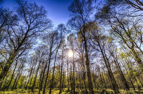The Late Afternoon Forest Photograph By David Pyatt