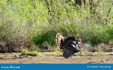 Male Turkey Courting Mating Tall Growth Big Wild Game Bird Stock Video Video Of Avian Earth