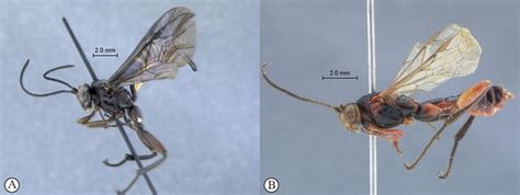 Key To Afrotropical Phorotrophus Species Waspweb