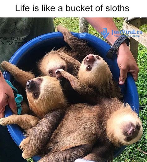 40 Funny Animal Memes Funnyfoto Sloths Funny Funny Animal Memes