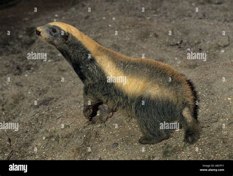 Ratel Or Honey Badger Mellivora Capensis Captive Stock Photo Alamy