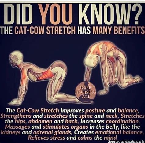 Cat Cow Stretch Benefits Artofit