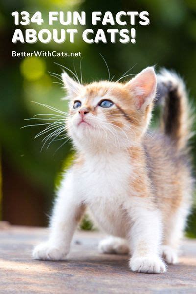 134 Fun Facts About Cats With Detailed Explanations Cat Facts Fun