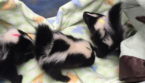 Rescued Baby Skunks Are Super Stinkin Adorable The Dodo