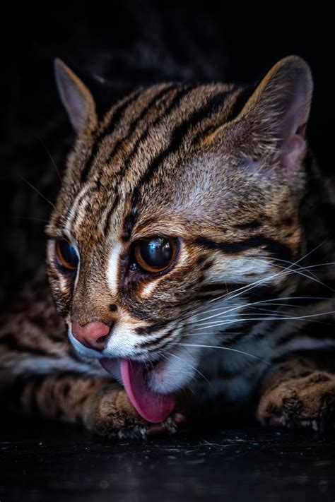 Asian Leopard Cat Prionailurus Bengalensis Wild Cats World
