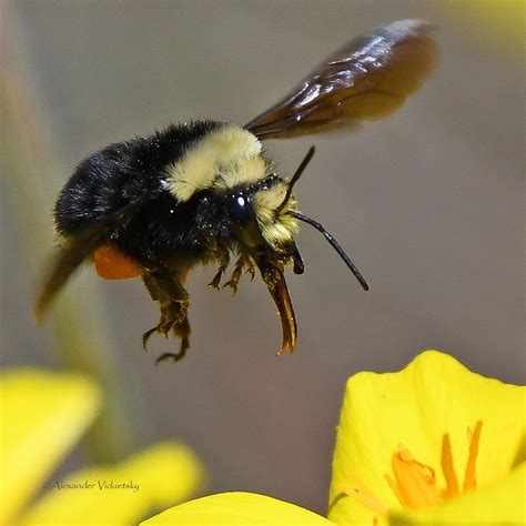 Yellow Faced Bumble Bee Bombus Vosnesenskii Taken At Ran Flickr