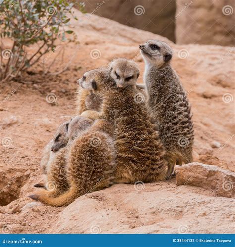 Group Of Meerkats Hugging Stock Photo Image Of Friendship 38444132