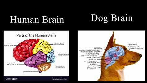 Inspector Shaming Steve Mirowski Human Brains Vs Dog Brains Youtube