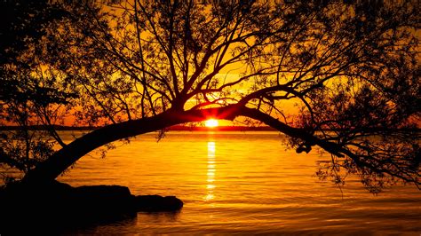 Tree Lake Sunset Sun Sunlight Twilight 4k Hd Wallpaper