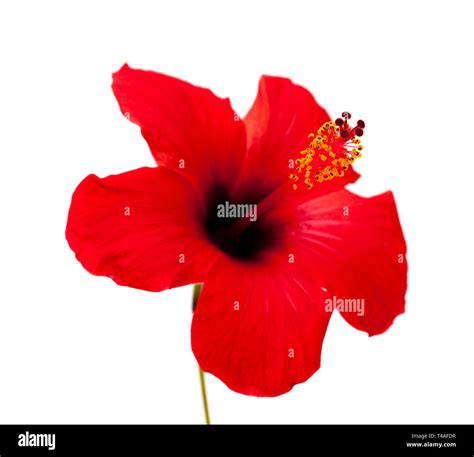 Single Red Hibiscus Flower Isolated On White Background Stock Photo Alamy