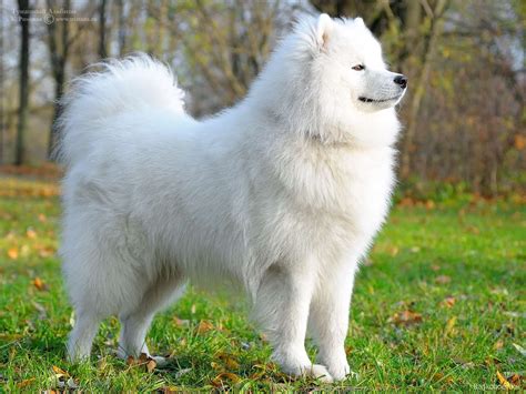 White Fluffy Dog White Dogs Fluffy Dog Breeds Big Dog Breeds