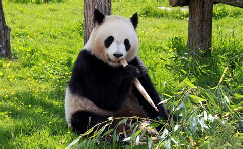 Le Panda Géant Comment Et Où Vit Il Tout Savoir Sur Le Panda