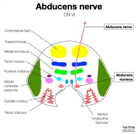 Cranial Nerve Vi Abducens Nerve Cross Sectional Grepmed