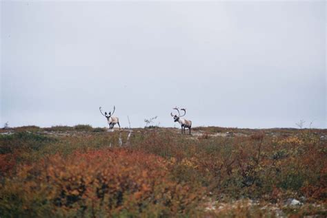 The Changing World Of Caribou Hunting Sports Afield