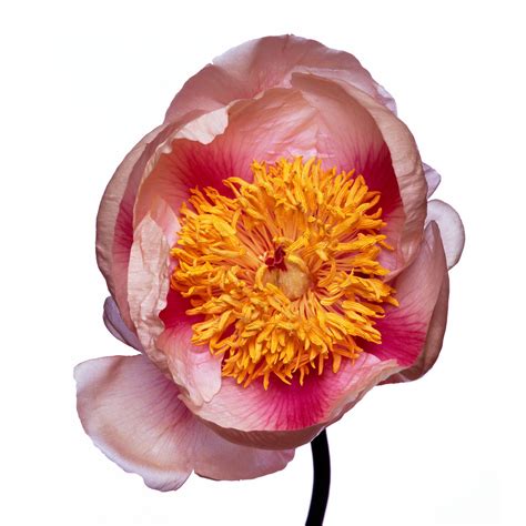 Cytherea Peony By Michael Zeppetello For Sale At 1stdibs