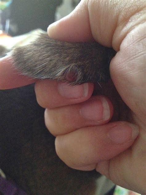 Life With Beagle The Bump On My Beagle Histiocytoma Mast Cell Tumors