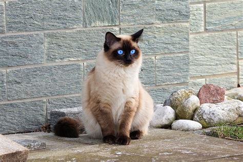 Siamese Cat Aesthetic Cute Of Animals