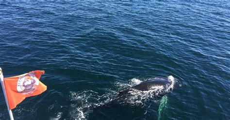 Combination 6 Hour Whale Watching Boat Tour And Northern Li