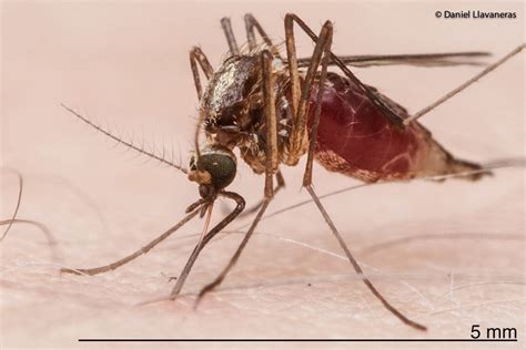 Female Anopheles Mosquito Species Peepsburghcom