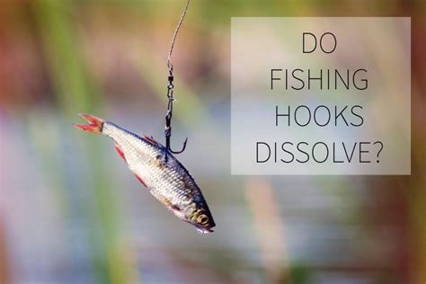 Do Fishing Hooks Dissolve Fish Hook Fish Hook