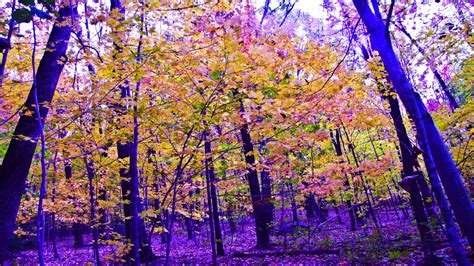 Purple Forest Wallpapers 4k Hd Purple Forest Backgrounds On Wallpaperbat