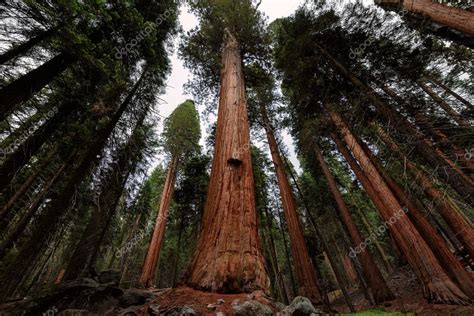 Giant Sequoia Trees Sequoia National Park California Usa — Stock
