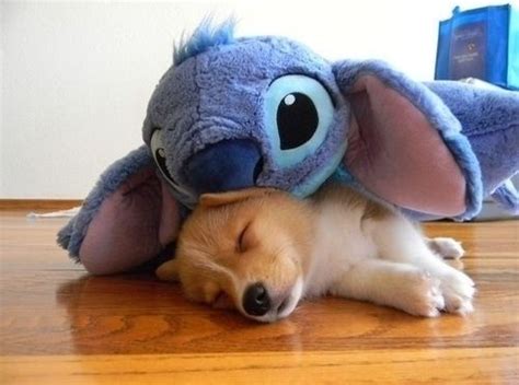 Stitch And The Dog Cute Animals Sleep Share Cute Things At
