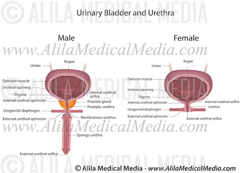 Comparing Male And Female Urinary Systems Alila Medical